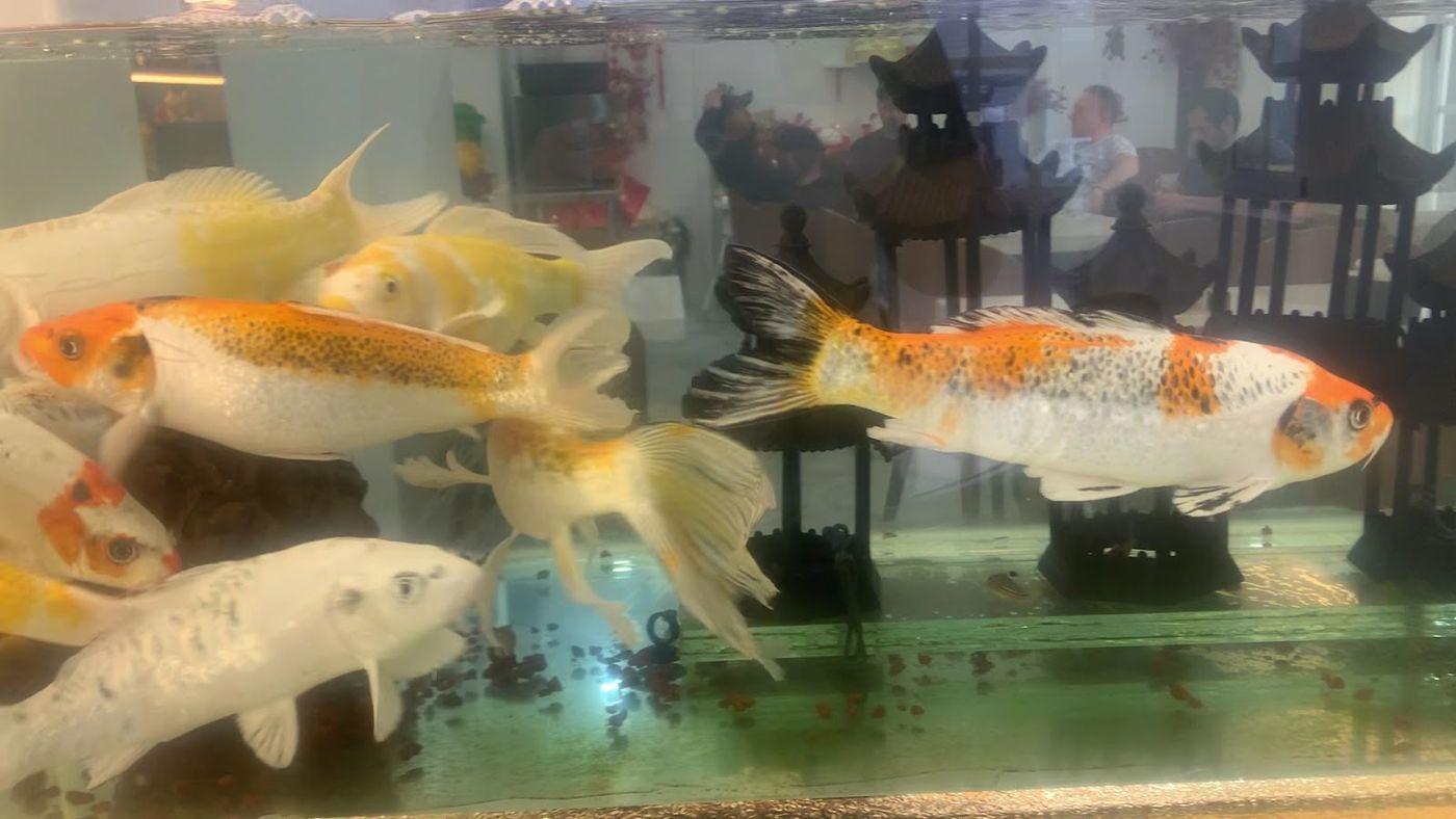 Koi de colores — Chifa Siu Kang