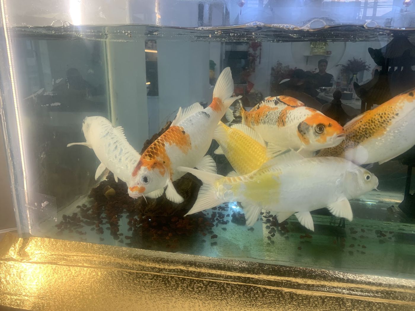 Peces koi en el acuario — Chifa Siu Kang