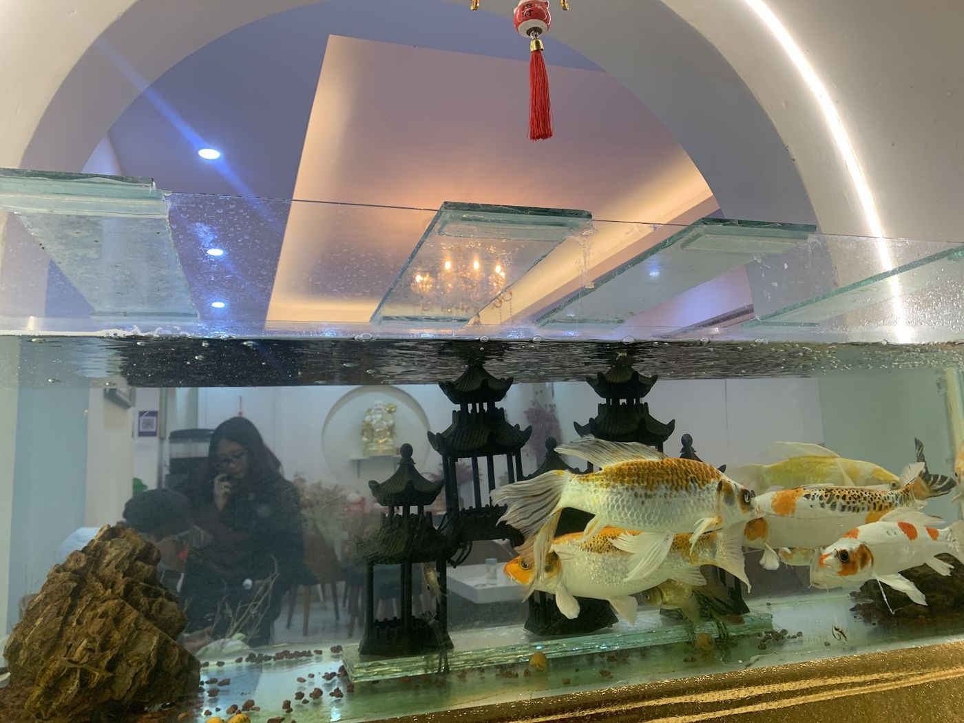 Acuario de koi en Chifa Siu Kang