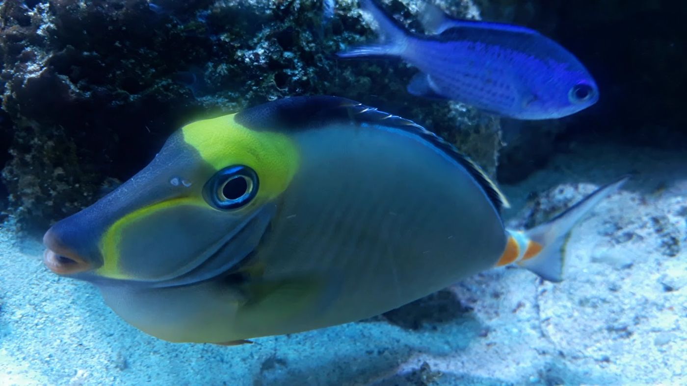 Pez del acuario — Pescocentro Búcaro